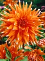 Dahlia 'Color Spectacle'