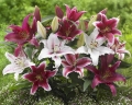 Candy Cane lily Bulbs - Red and White