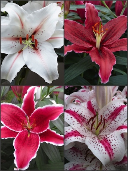 'Candy Cane' Lily Collection (Pack of 12 Bulbs)