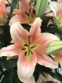 Lily 'Zelmira'