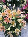 Zelmira Lilies in pot display