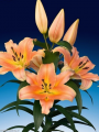 Zelmira Lily