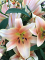 Lily 'Zelmira'