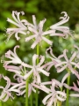 Nerine Bowdenii Patricia