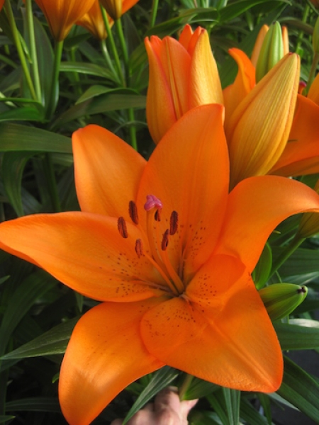 Corallo Beach Longiflorum Asiatic Lily Bulbs from the Gold Medal ...