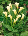 Black Eyed Beauty Calla