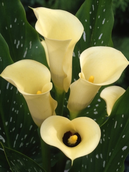 Zantedeschia 'Black Eyed Beauty' (Pack of 3 Bulbs) 