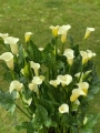 White Calla Lily
