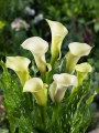 Zantedeschia 'Snowstar' (Pack of 3 Bulbs)