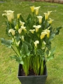 White Zantedeschia