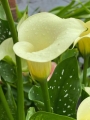 Snowstar Calla lily