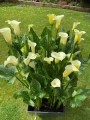 Calla Snowstar