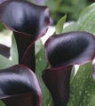 Schwarzwalder Calla
