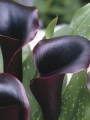 Zantedeschia 'Schwarzwalder' (Pack of 3 Bulbs)