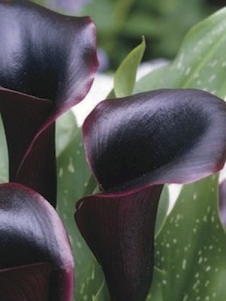 Zantedeschia 'Schwarzwalder' (Pack of 3 Bulbs)