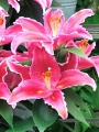 Sunny Martinique Oriental Pot Lily