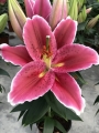 Lily 'Sunny Martinique'