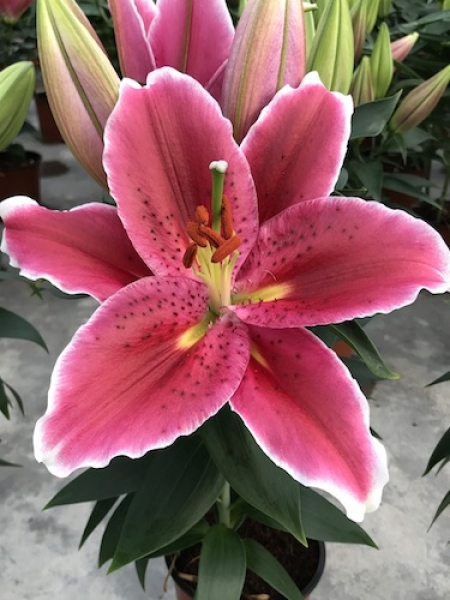 Lily 'Sunny Martinique'