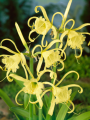 Sulphur Queen