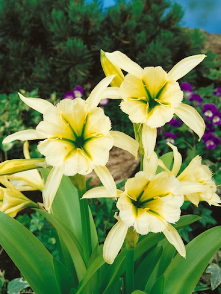 Hymenocallis Festalis - Yellow (Pack of 3 Bulbs)