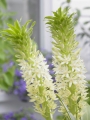 Eucomis Playa Blanca