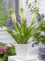 Eucomis Playa Blanca