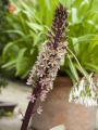 Eucomis Sparkling Burgundy