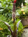 Sparkling Burgundy Eucomis