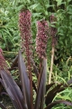 Eucomis Sparkling Burgundy