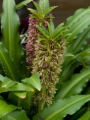Eucomis Comosa