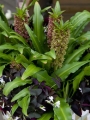 Eucomis Comosa