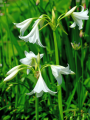 Crinum Powellie Alba