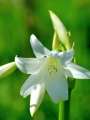 Crinum Powellie Alba