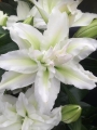 Roselily 'Aisha'