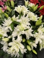Aisha from flower show