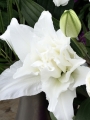 Roselily 'Monica'