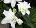 Roselily Monica
