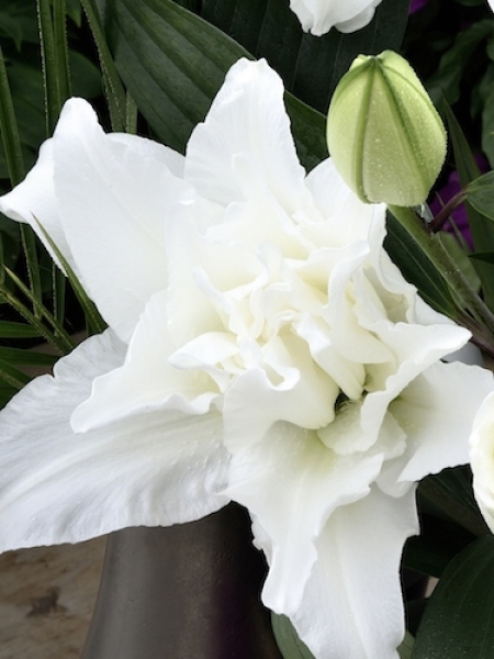 Roselily 'Monica'
