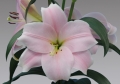 Lilium Cali