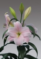 Lily 'Cali'