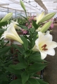 Selene Longiflorum Lilies