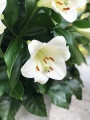 Beautiful white lilies for your garden