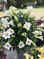Lily Display of Longiflorum Selene lilies