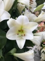 Selene pure white lily