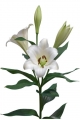 Lilium Selene
