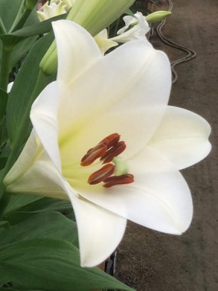 Lily 'Selene'