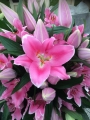 Lily 'Praiano'