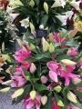 Praiano Lilies in pot display