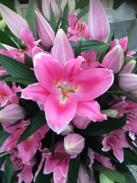 Lily 'Praiano'