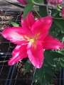 Lily 'Tarrango'